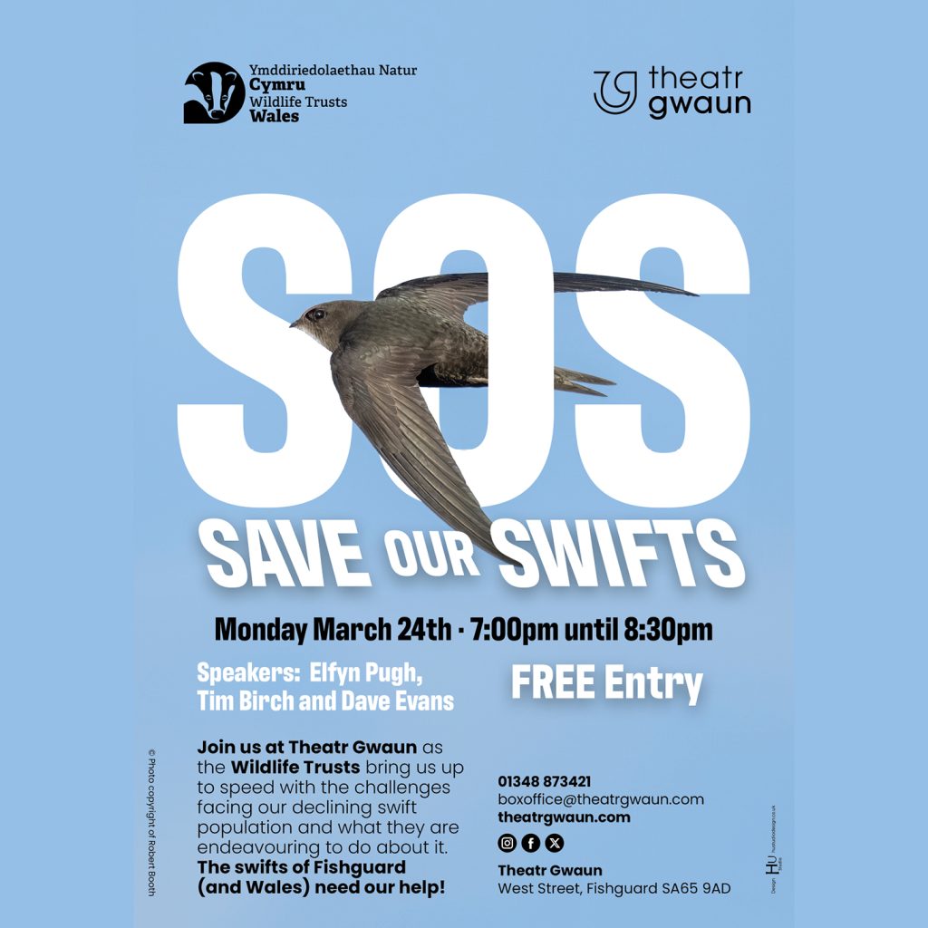 SOS - Save Our Swifts